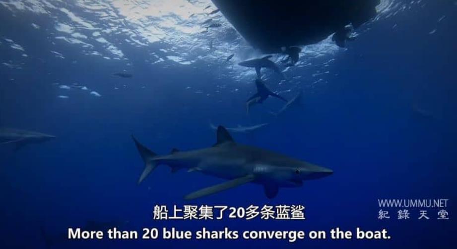 巨型灰鲭鲨黎明 Dawn of the Monster Mako