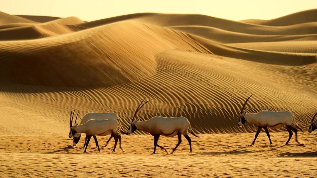 全球绝美国家公园 Our Great National Parks