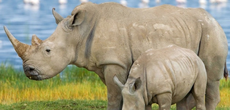 自然世界：飞翔的犀牛 The Natural World: Flight of the Rhino