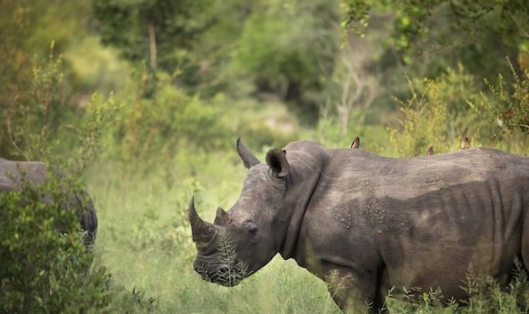 自然世界：飞翔的犀牛 The Natural World: Flight of the Rhino