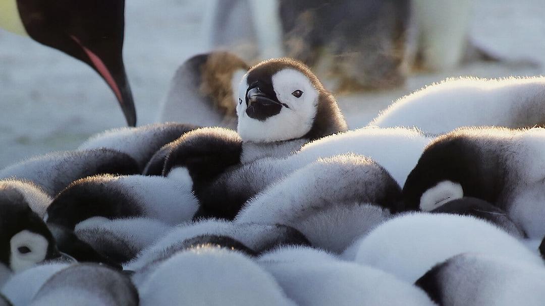 野生动物宝宝 第一季 Wild Babies Season 1