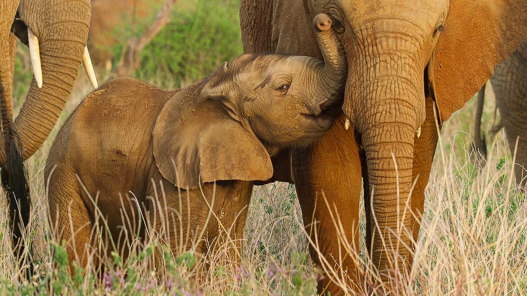野生动物宝宝 第一季 Wild Babies Season 1