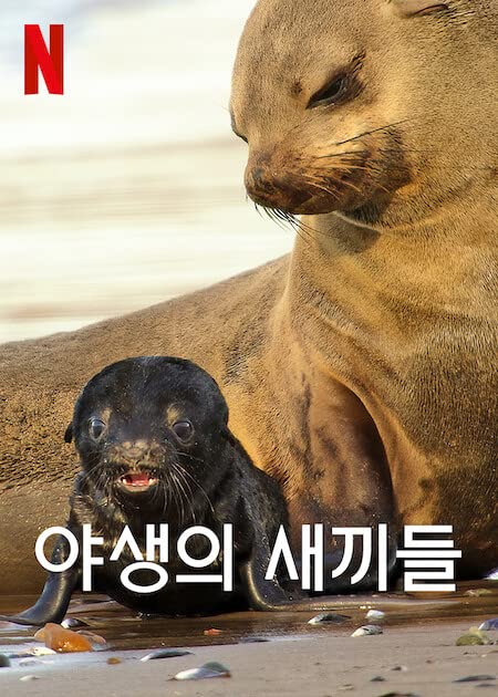 野生动物宝宝 第一季 Wild Babies Season 1