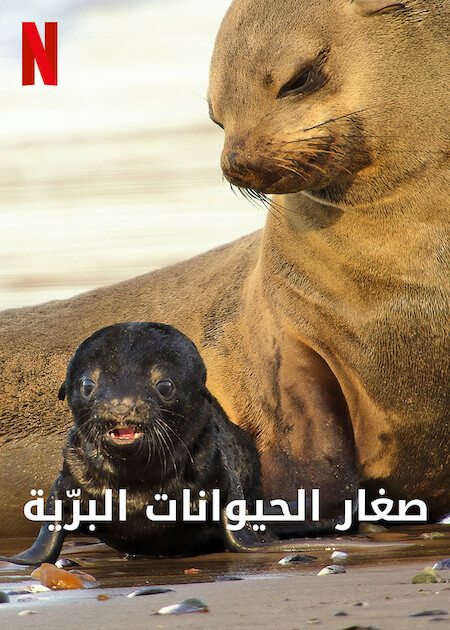 野生动物宝宝 第一季 Wild Babies Season 1