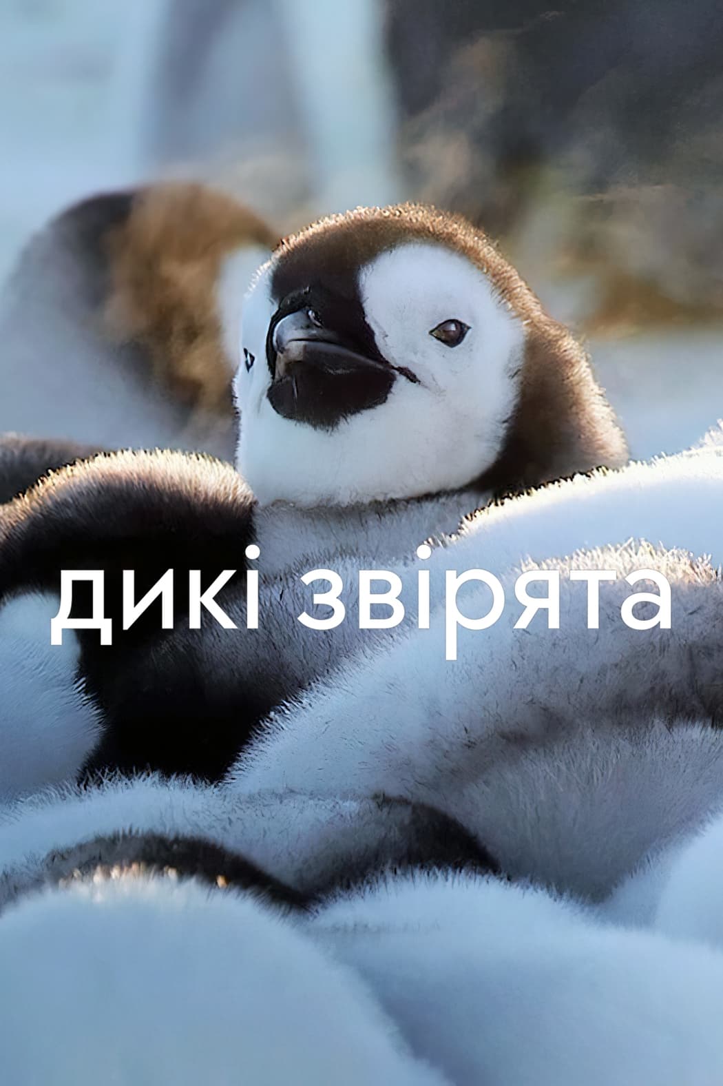 野生动物宝宝 第一季 Wild Babies Season 1