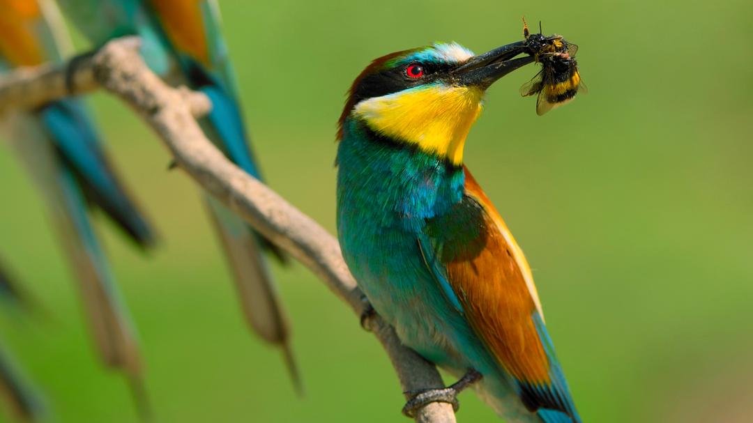 小小世界 第二季 Tiny World Season 2