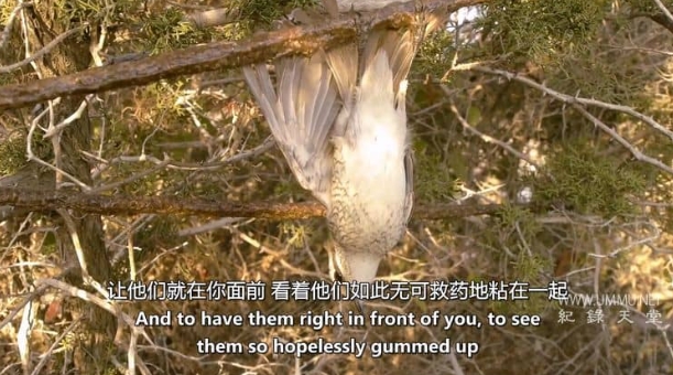 清空天空 Emptying The Skies