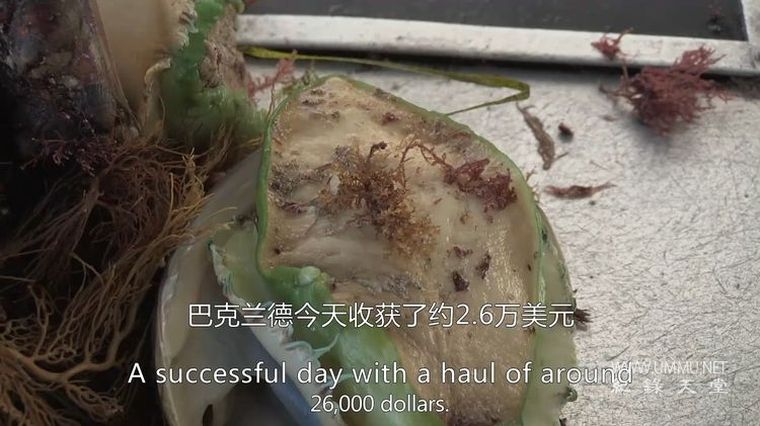 鲍鱼大战 全五季 Abalone Wars