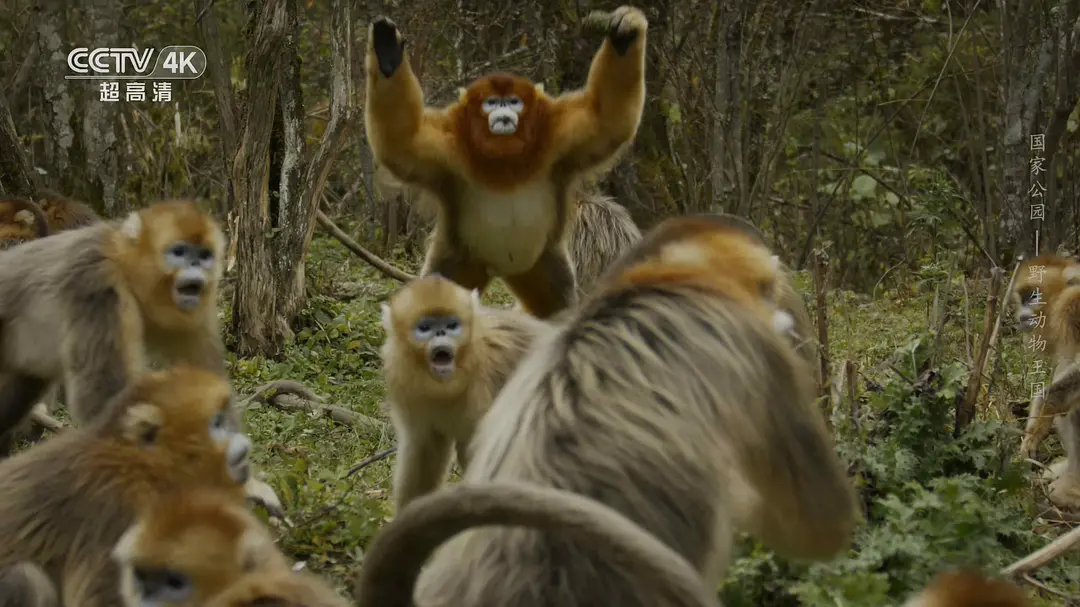 国家公园：野生动物王国