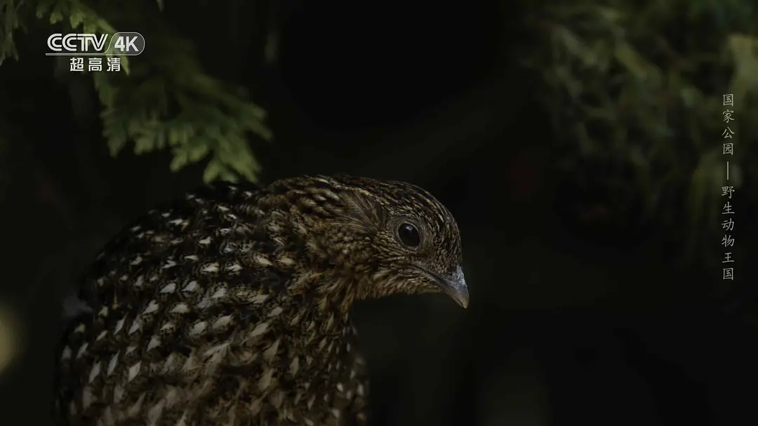 国家公园：野生动物王国