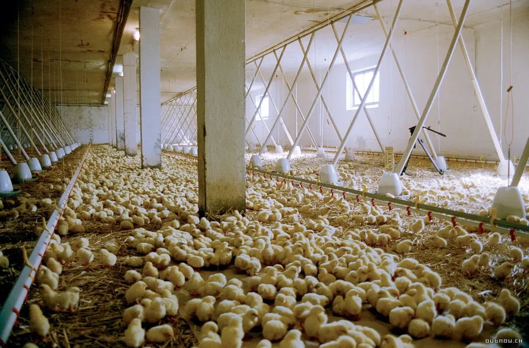 我们喂养世界 We Feed the World