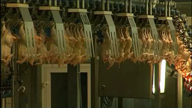 我们喂养世界 We Feed the World