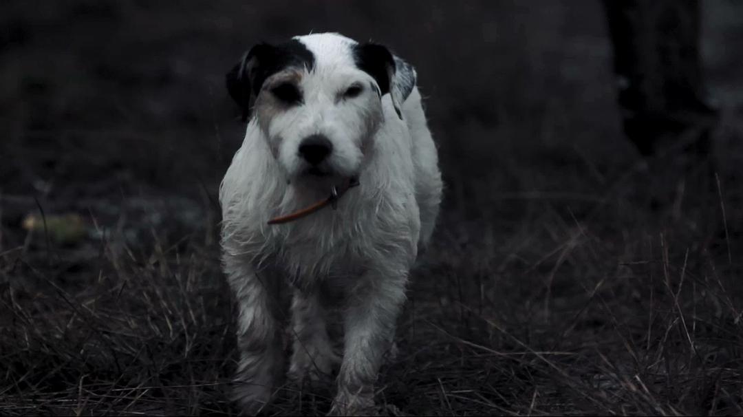 香槟的一年 A Year in Champagne