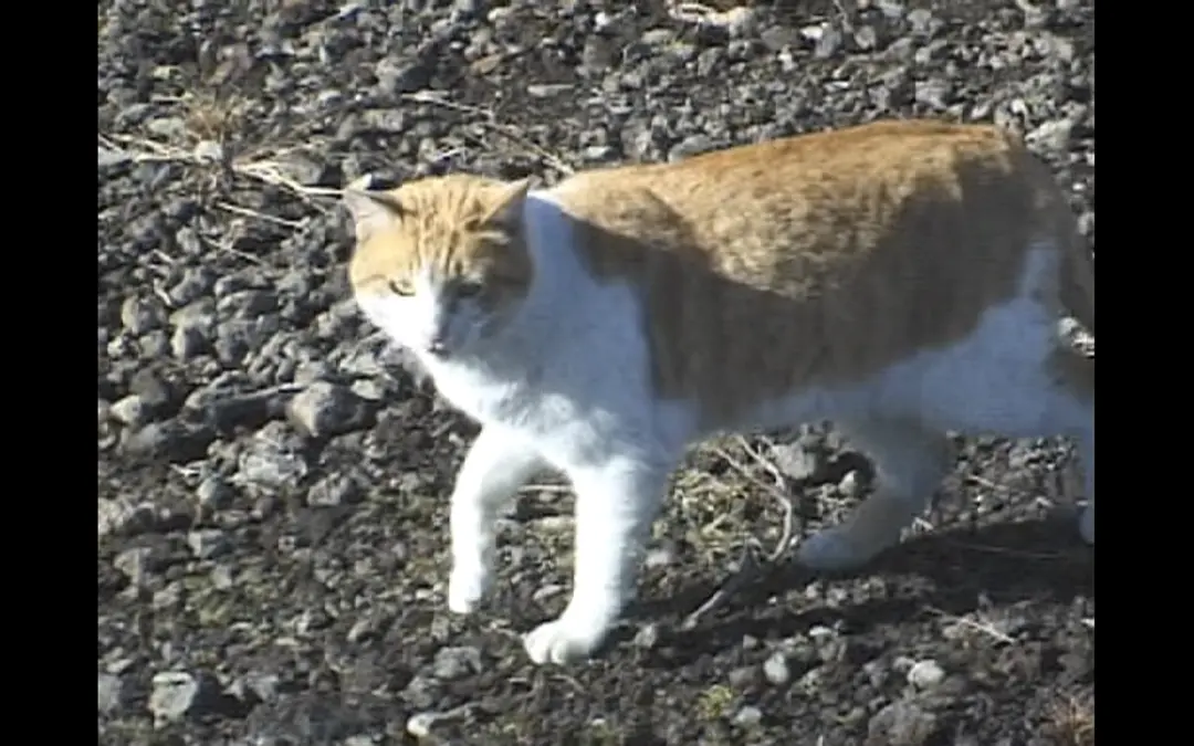 我在真理教的日子 「A」