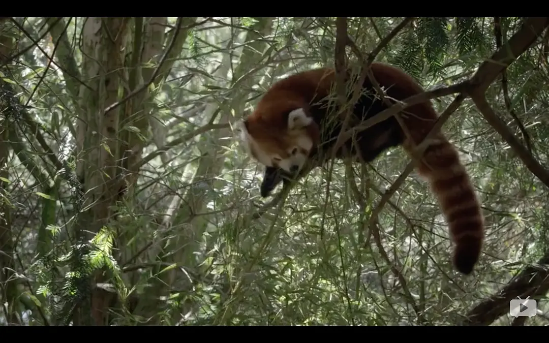 小熊猫:世界上最可爱的动物 Red Panda: World's Cutest Animal