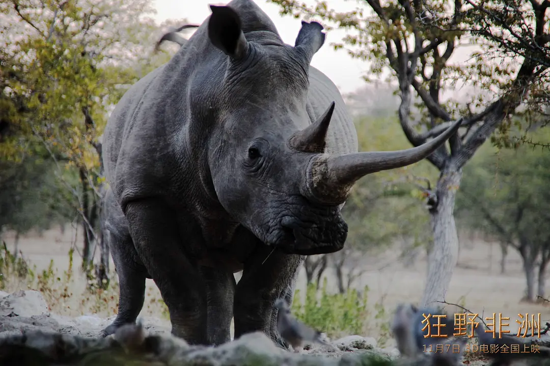 狂野非洲 African Safari