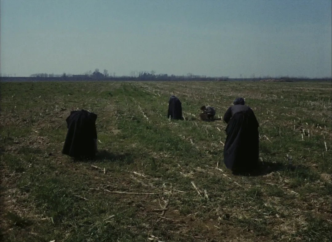 木屐树 L'albero degli zoccoli