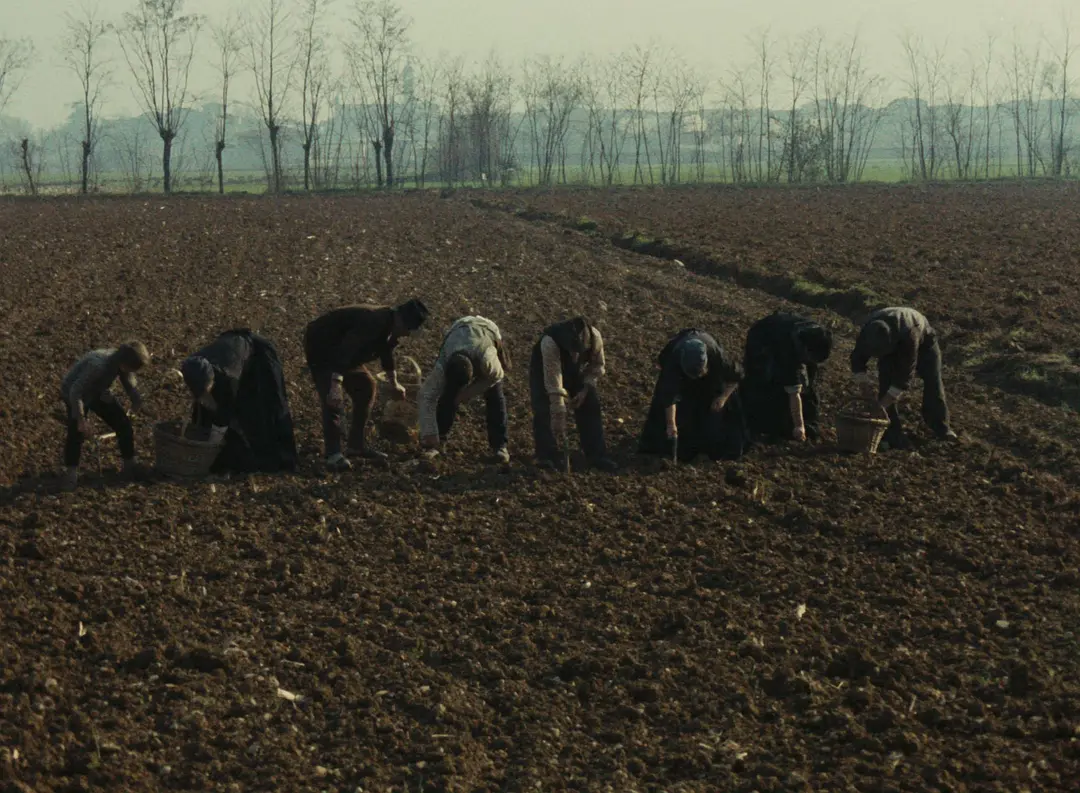 木屐树 L'albero degli zoccoli