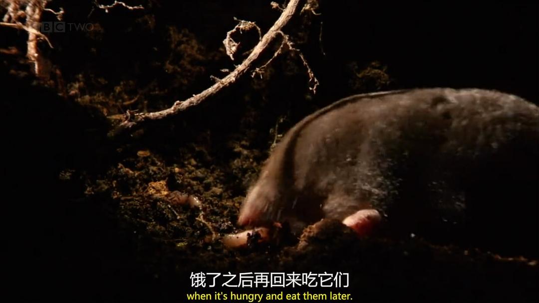 穴居动物大观 第一季 The Burrowers: Animals Underground Season 1