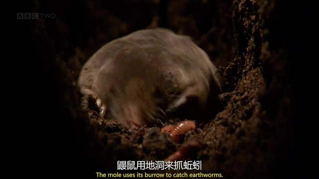 穴居动物大观 第一季 The Burrowers: Animals Underground Season 1