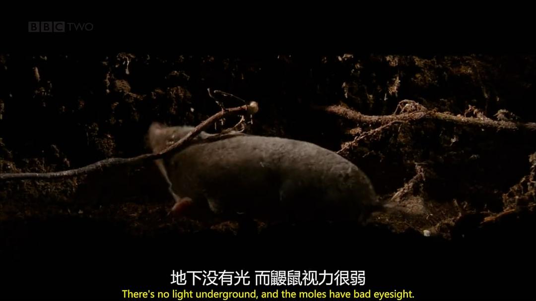 穴居动物大观 第一季 The Burrowers: Animals Underground Season 1