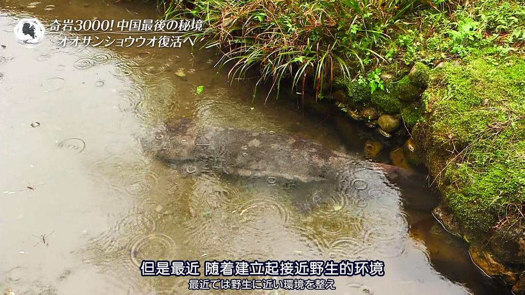 THE 世界遗产 THE 世界遺産