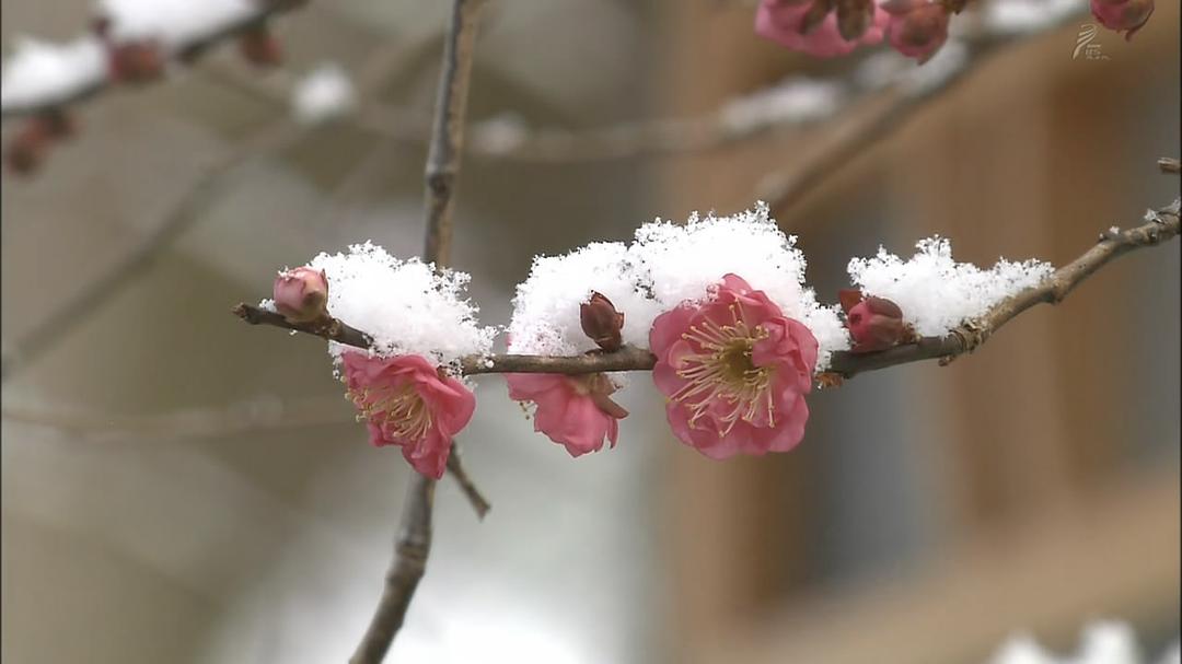 京都寻声 京都音めぐり