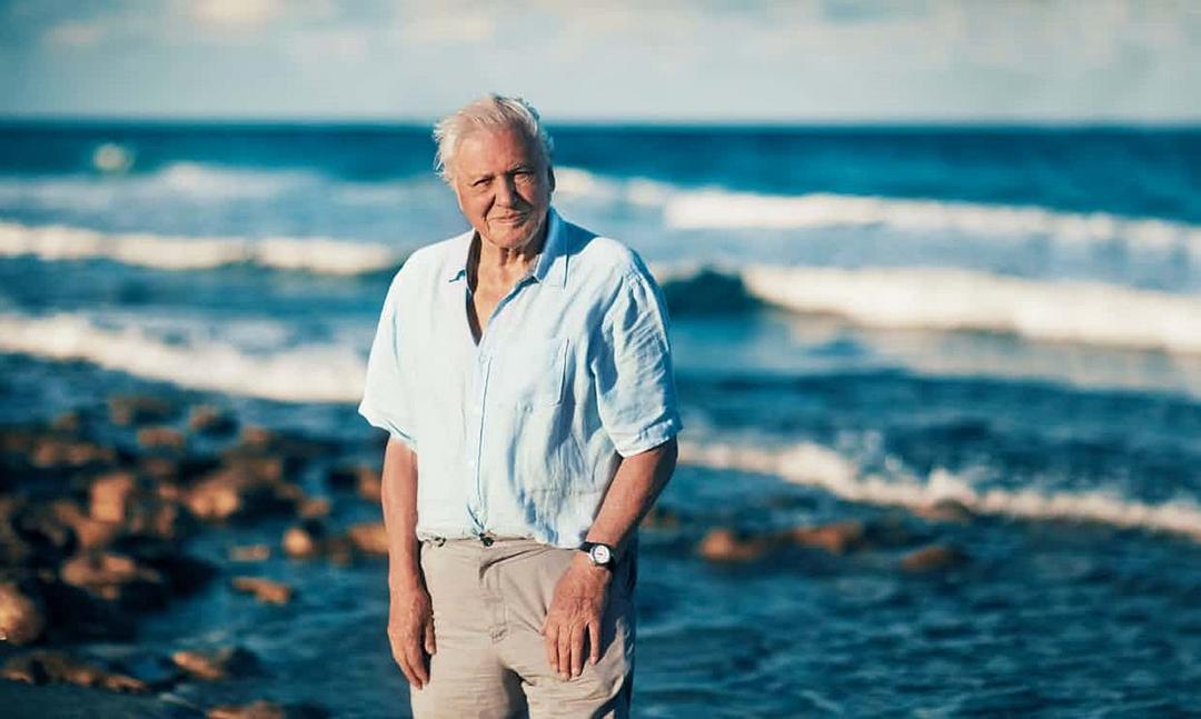 爱登堡爵士和海龙 Attenborough and the Sea Dragon