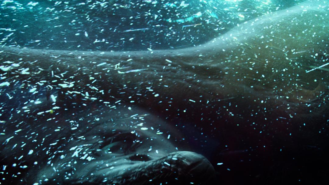 爱登堡爵士和海龙 Attenborough and the Sea Dragon