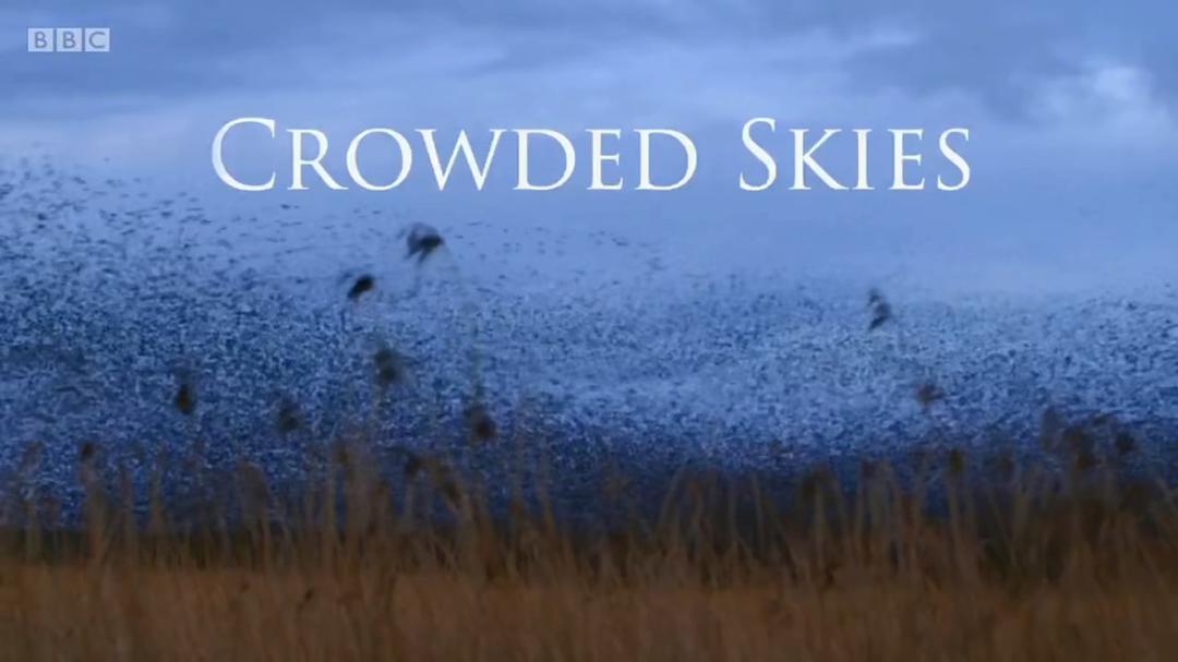 空中生灵 Life in the Air