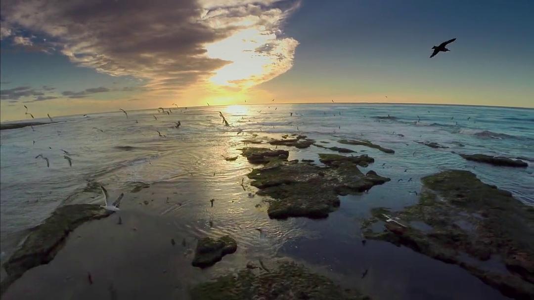 追寻自由 The Search for Freedom