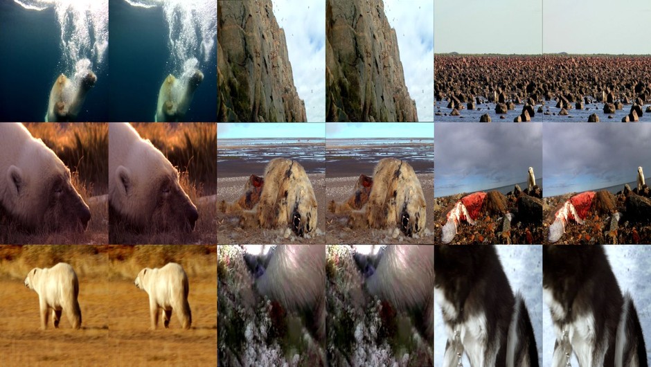 北极熊冰熊 Polar Bears Ice Bear