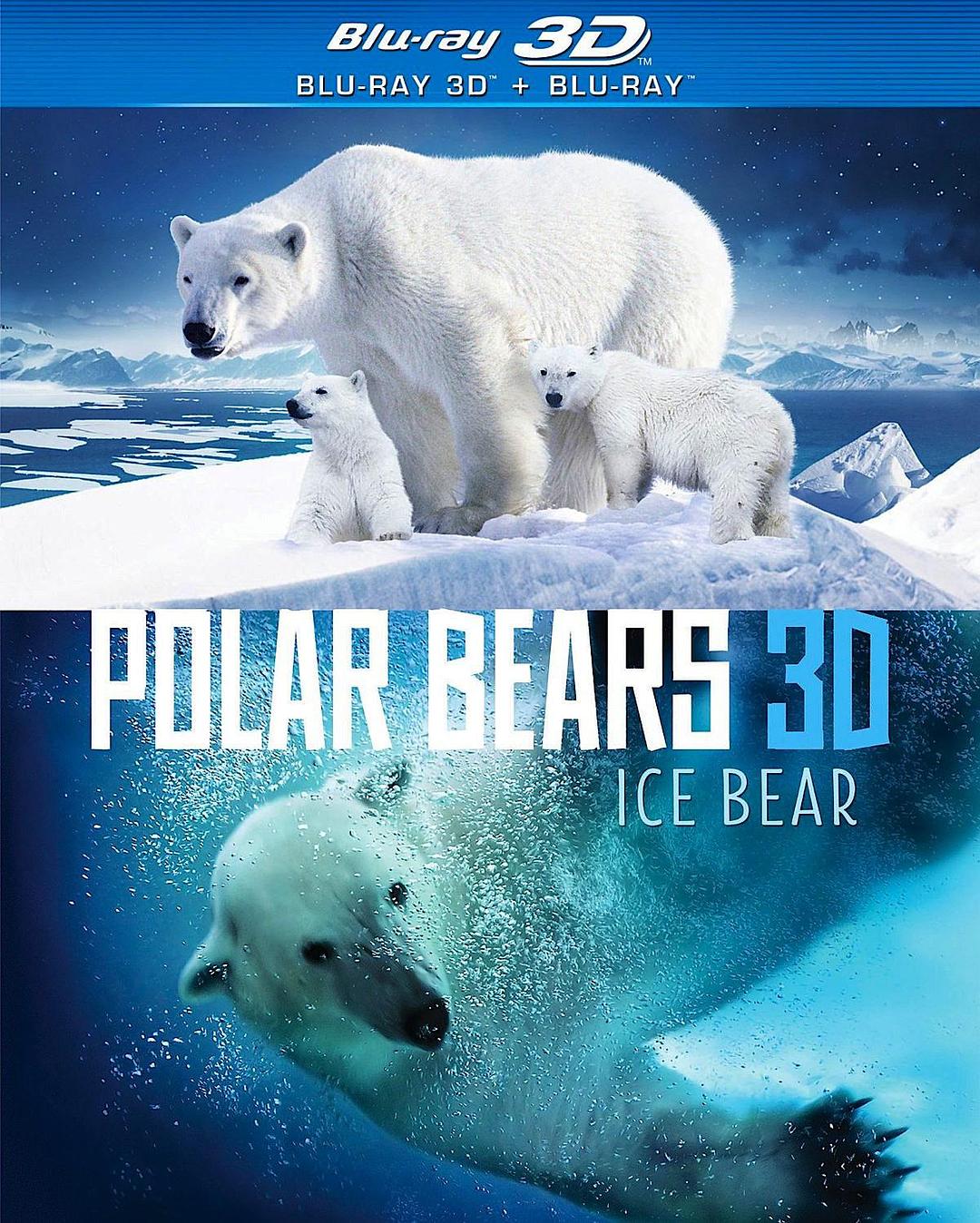 北极熊冰熊 Polar Bears Ice Bear