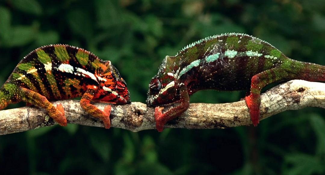 小宇宙2：基因狂想曲 Genesis