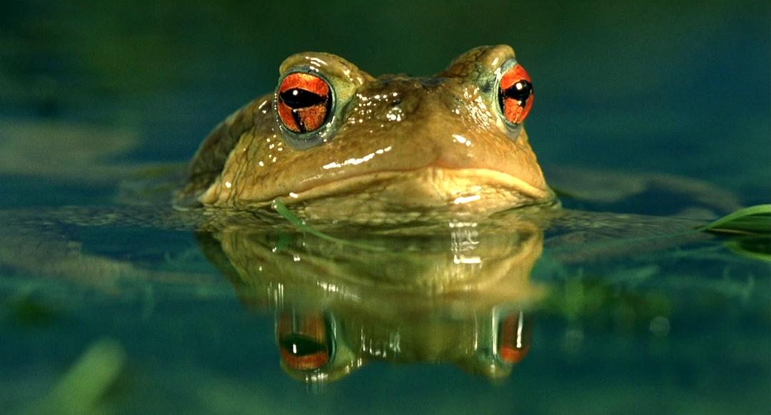 小宇宙2：基因狂想曲 Genesis