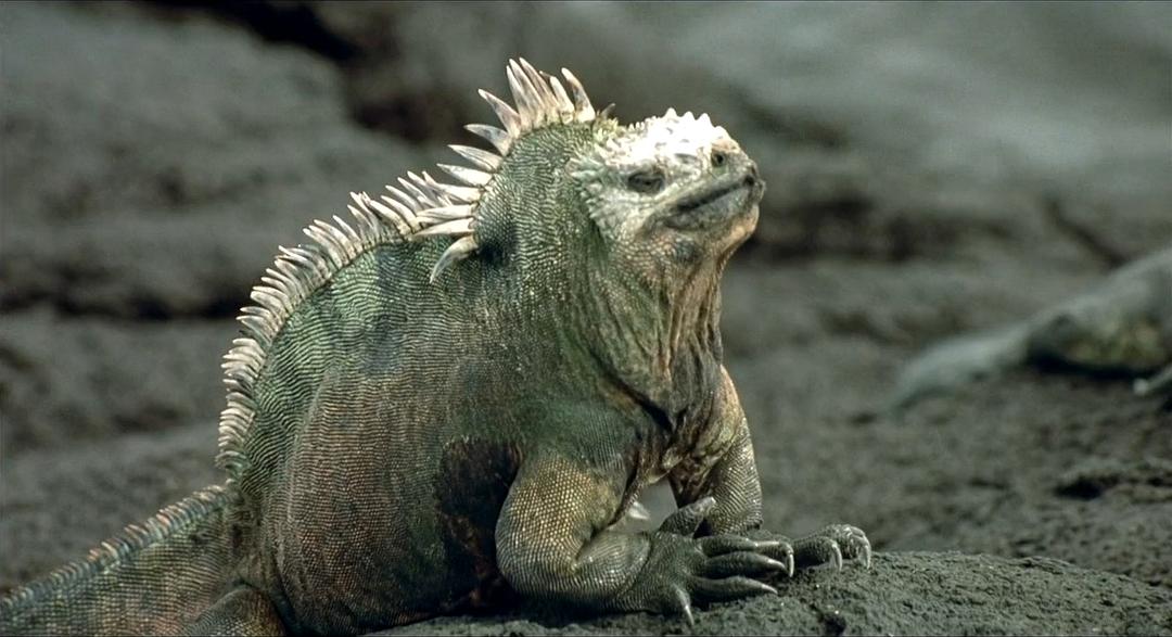 小宇宙2：基因狂想曲 Genesis