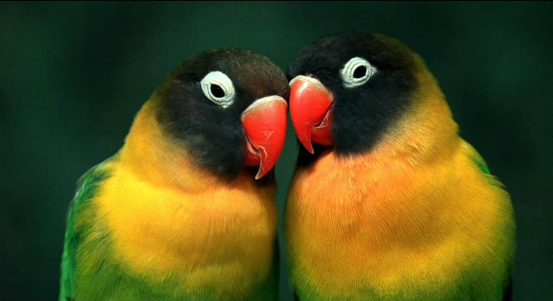 小宇宙2：基因狂想曲 Genesis