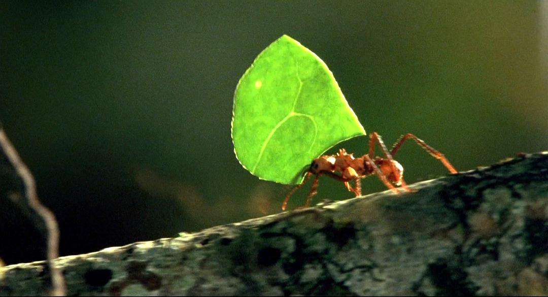 小宇宙2：基因狂想曲 Genesis