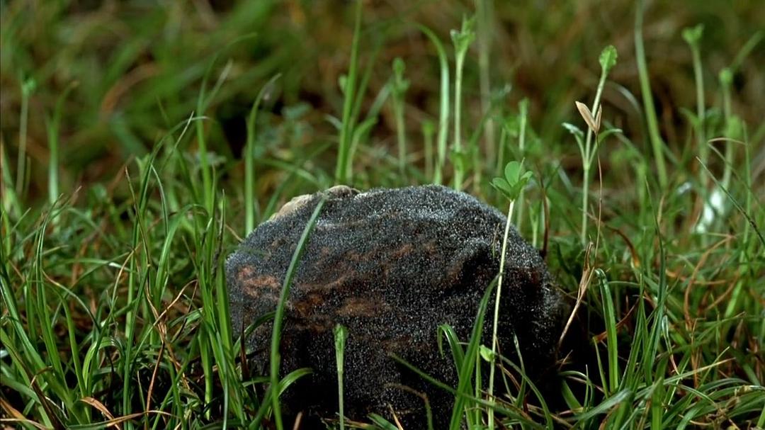 小宇宙2：基因狂想曲 Genesis