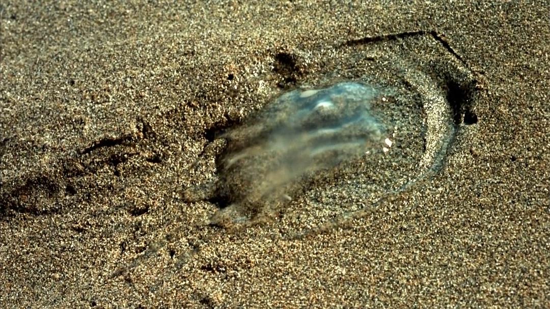 小宇宙2：基因狂想曲 Genesis