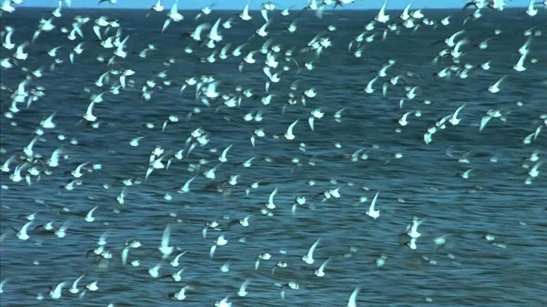 小宇宙2：基因狂想曲 Genesis