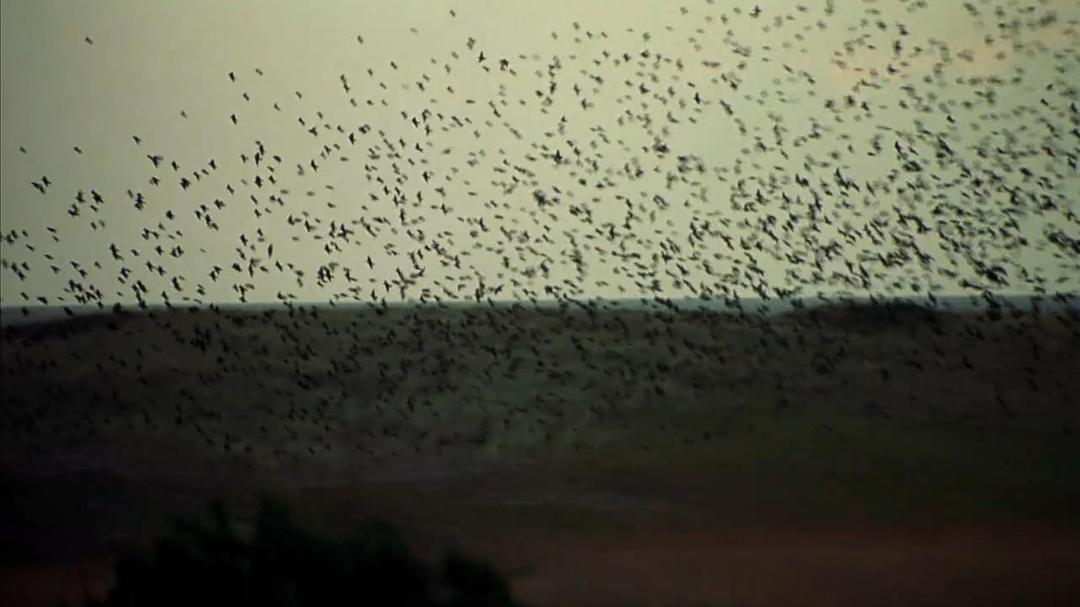 小宇宙2：基因狂想曲 Genesis