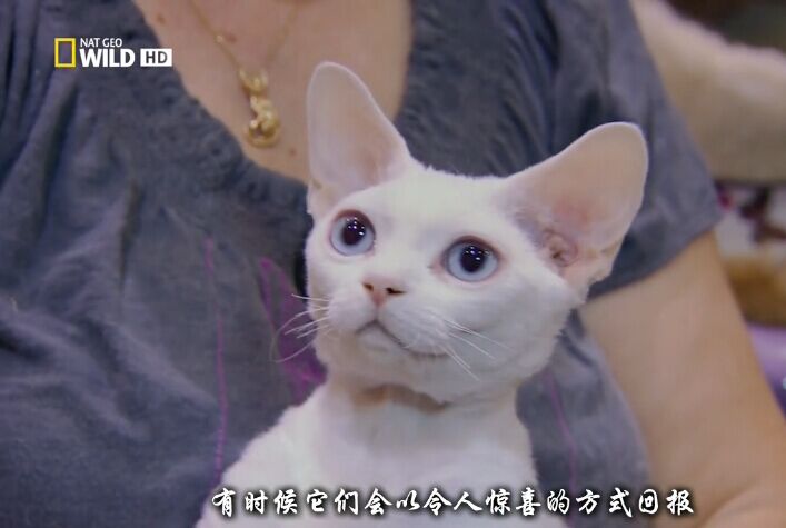 猫咪的狂野一面 Wild Side of Cats