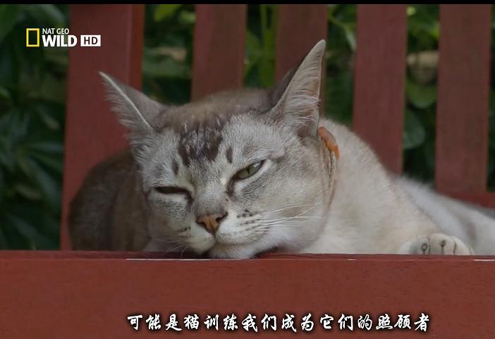 猫咪的狂野一面 Wild Side of Cats