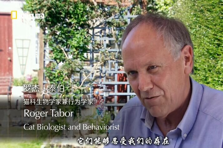 猫咪的狂野一面 Wild Side of Cats