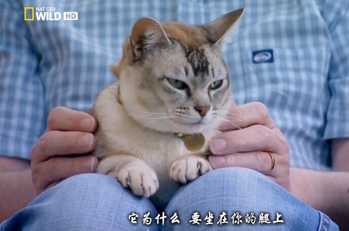 猫咪的狂野一面 Wild Side of Cats