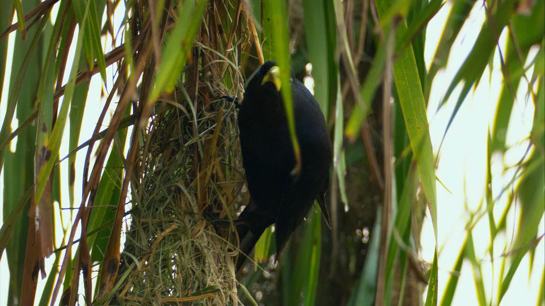 自然世界：动物之家 The Natural World: Animal House