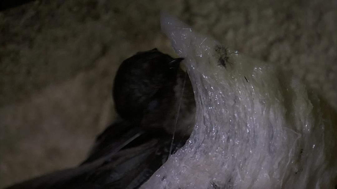 自然世界：动物之家 The Natural World: Animal House