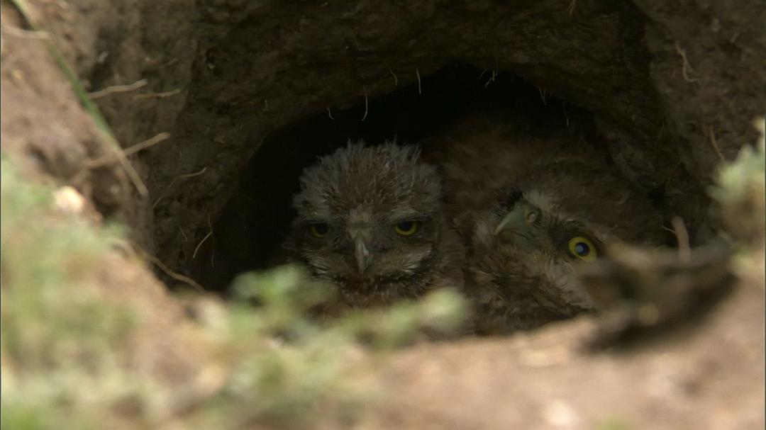 自然世界：动物之家 The Natural World: Animal House