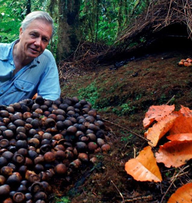 自然世界：动物之家 The Natural World: Animal House